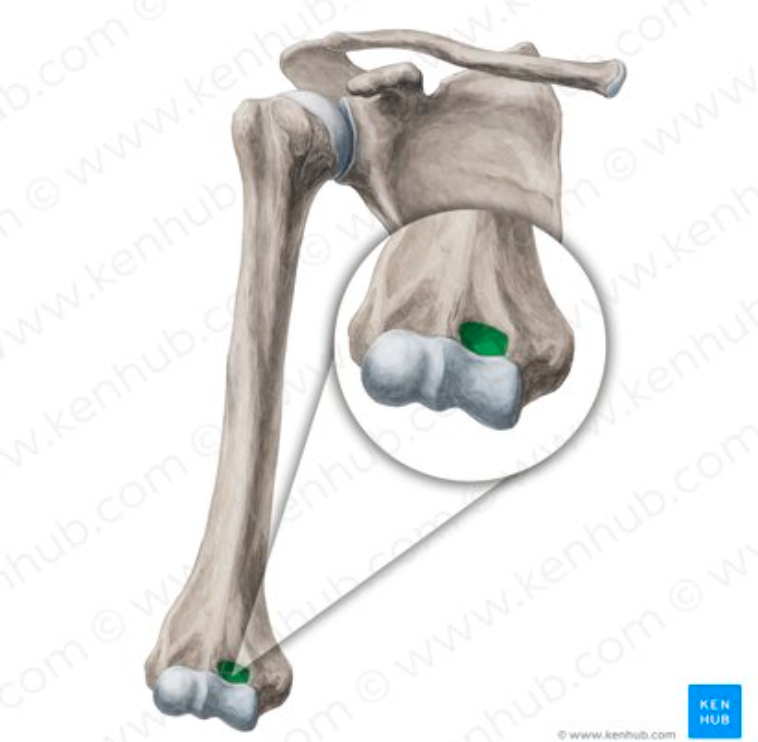 <p>What part of the humerus is this?</p>