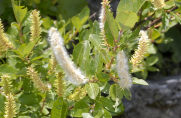 <p>Saliacaceae</p>