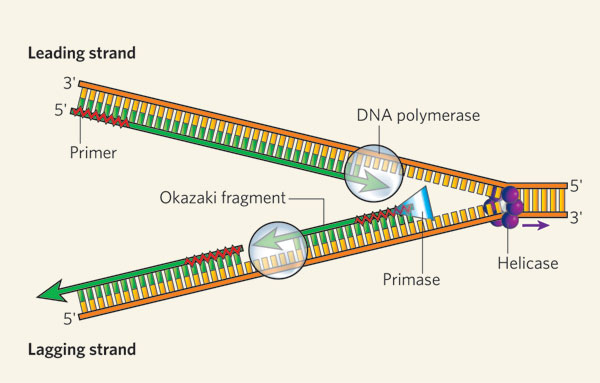 <p><strong>Leading strand:</strong> opens in the 5’ to 3’ direction towards the replication fork, synthesized continuously<br><strong>Lagging strand:</strong> opens in the 3’ to 5’ direction towards the replication fork, is synthesized discontinously in Okazaki fragments</p>