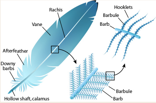 <p>Feathers are made of…. keratin. Birds replace worn feathers through a process called molting.</p>