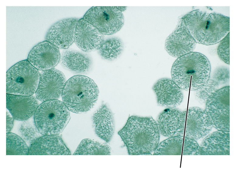 <p>What stage of mitosis is shown by this cell?</p><p>(Cross section of whitefish blastula).</p>