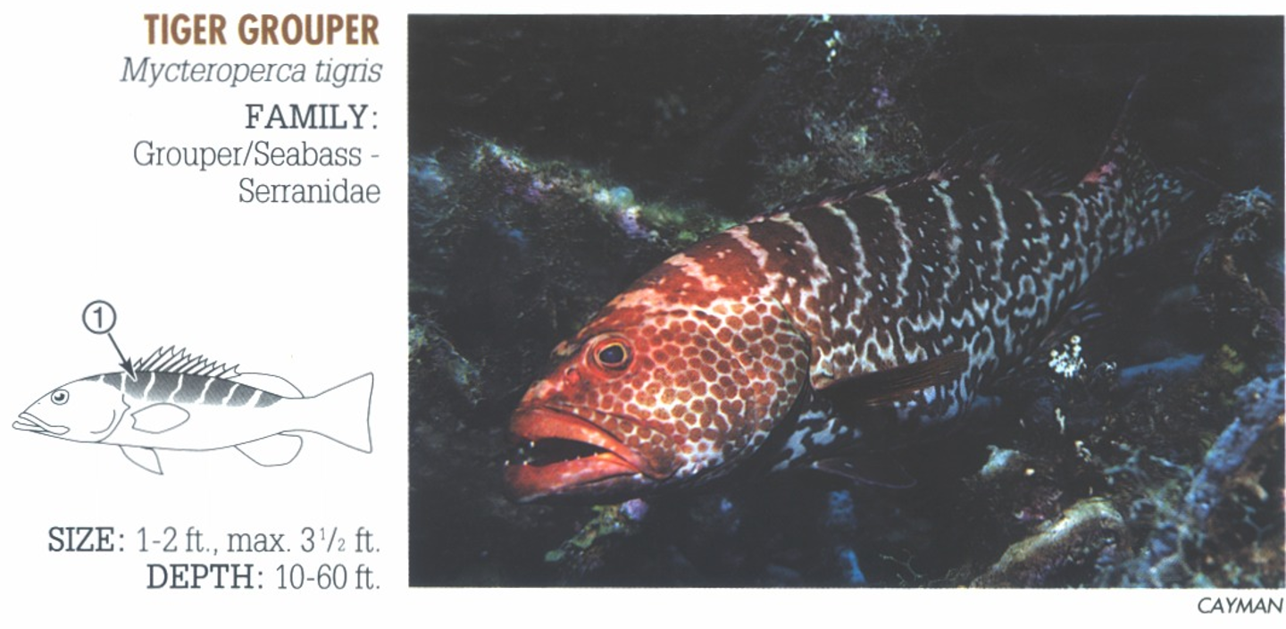 <p><span>1. Dramatic “tiger-stripe” bars.</span></p>