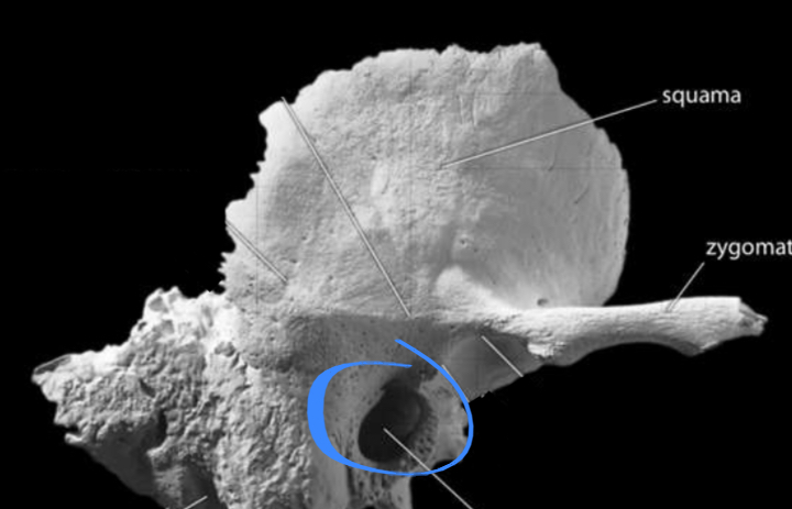 <p>Located on the temporal bone of the cranium</p>