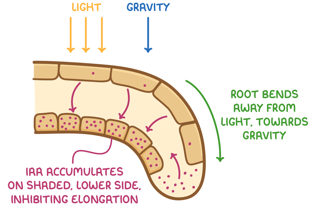 <ul><li><p>in plant roots, IAA inhibits cell elongation</p></li><li><p>IAA is produced in root tips and diffuses to the lower side of the root</p></li><li><p>this means that the lower side elongates less than the upper side</p></li><li><p>this causes the root to bend towards gravity and away from light - +ve gravitropism and -ve phototropism (respectively)</p></li></ul><p></p>