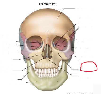 <p>also infraorbital foramen</p>