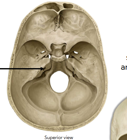 <p>name the pathway </p>