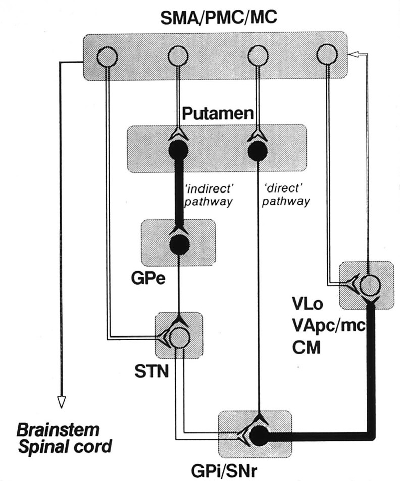 <p>excessive activation of the indirect pathway produces hypokinetic disorders</p>