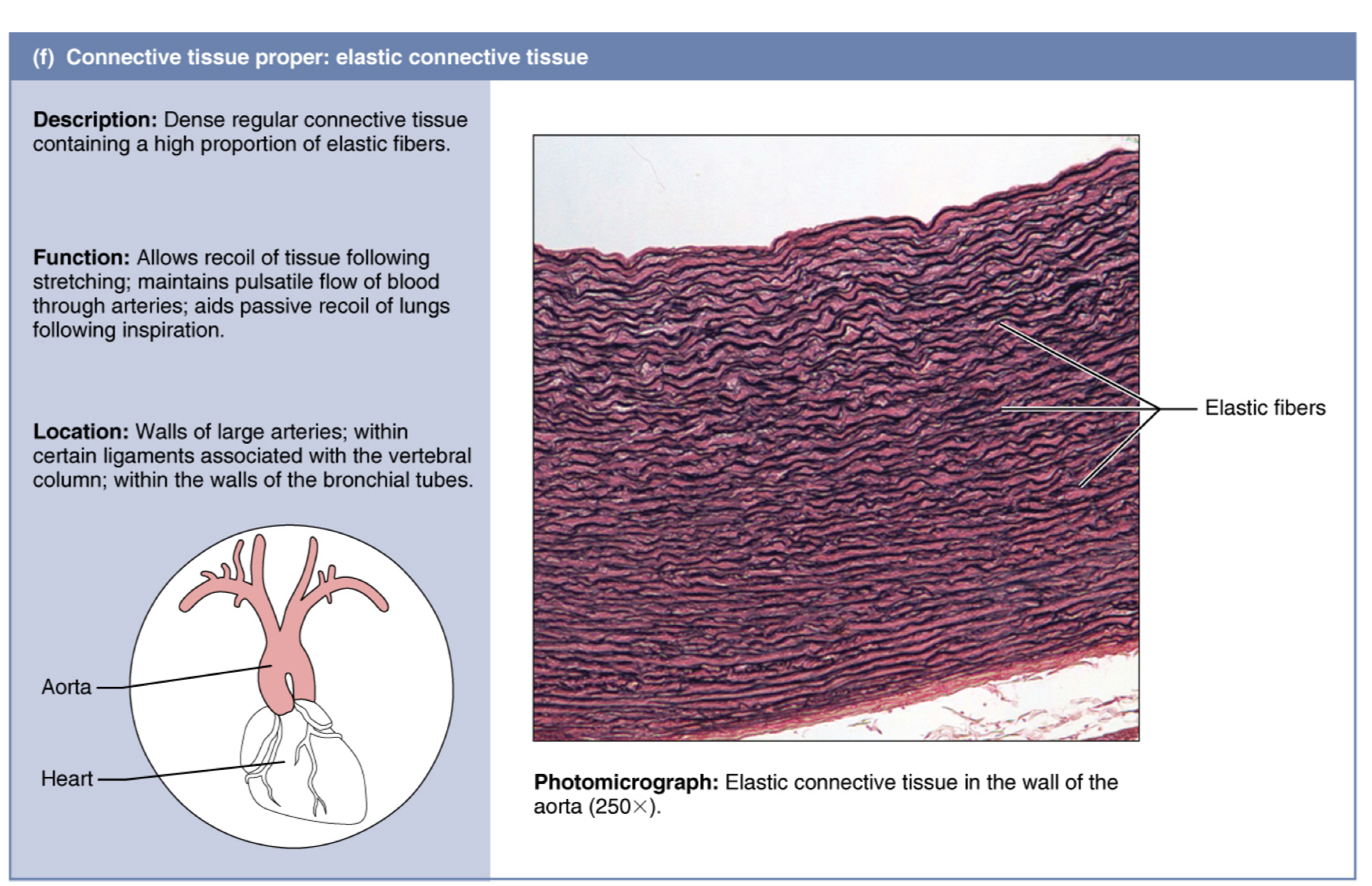 <p>Cartílago elástico </p>