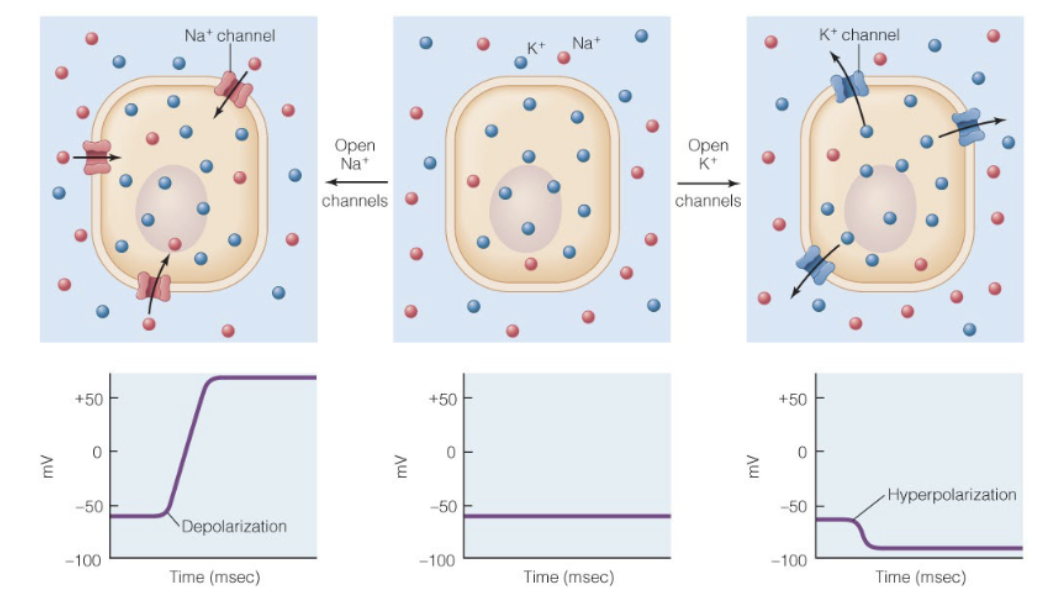 <p>gradients of Na+ and K+ across cell membrane largely determine resting membrane potential. when specific ion channels open, movement of ions changes the membrane potential. depolarization and hyperpolarization</p>