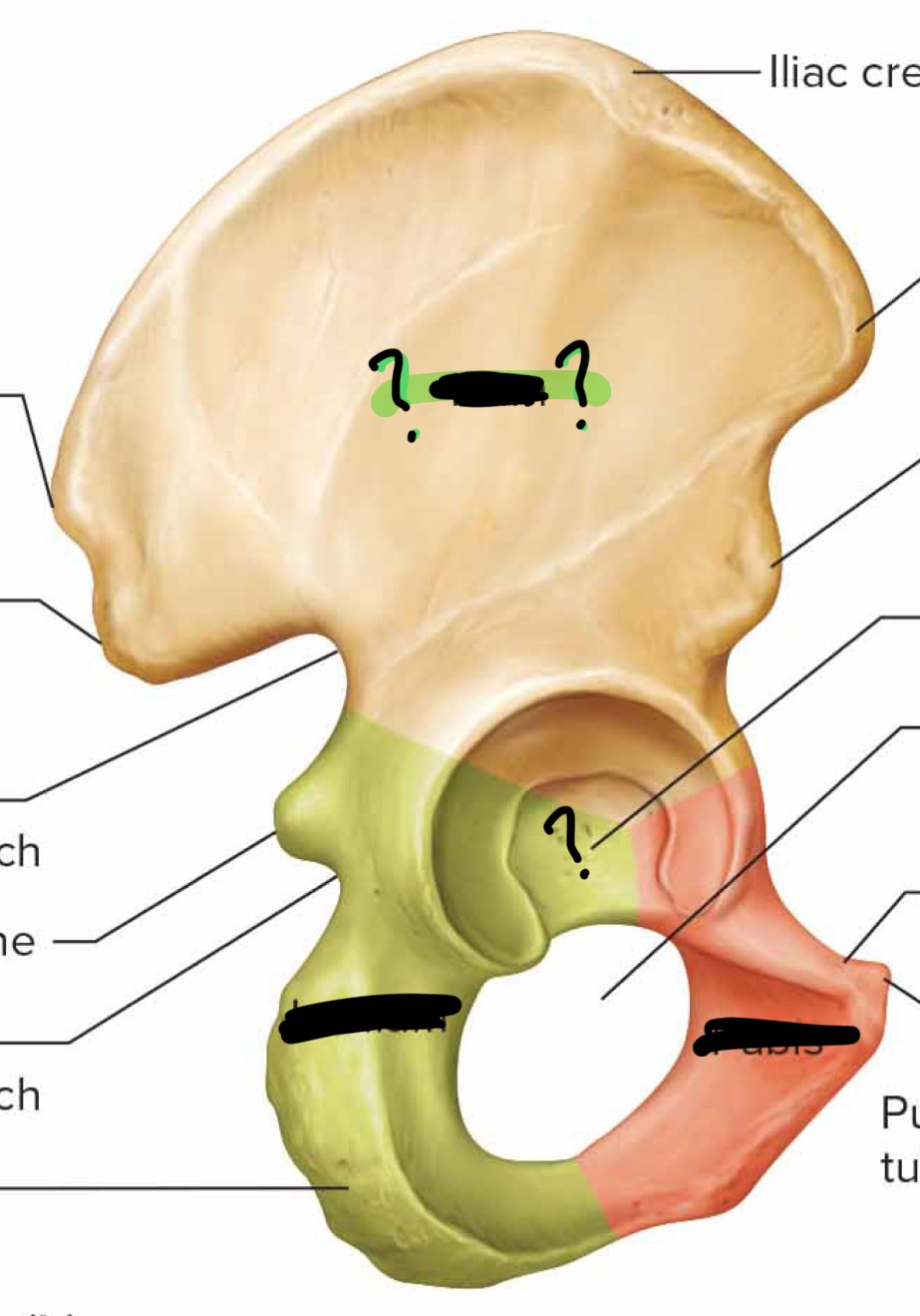 <p>What bone is this and what are the names of the bones with the “?”</p>