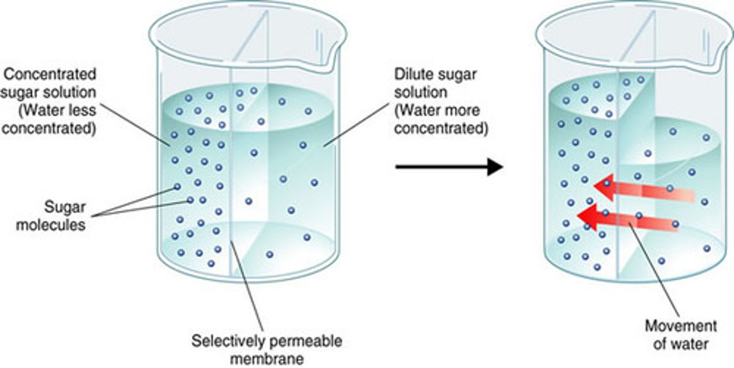 <p>Net movement of water molecules across a partially permeable membrane</p>