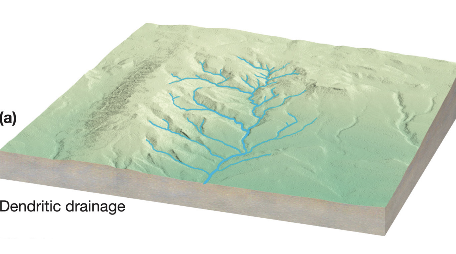 <p>what is dendritic?</p>