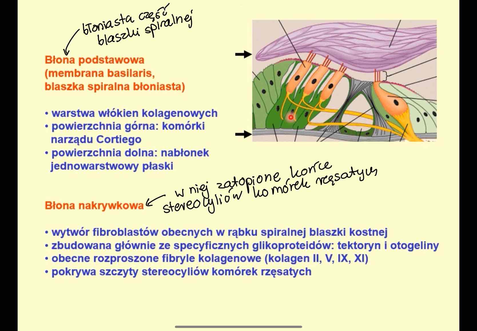 <ul><li><p>warstwa włókien kolagenowych</p></li><li><p>powierzchnia górna: komórki narządu Cortiego</p></li><li><p>pow. dolna: nabłonek jednowarstwowy płaski</p></li></ul>