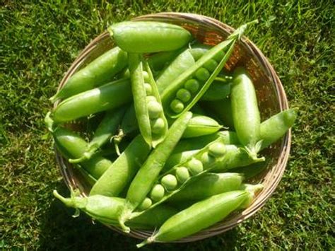 <p><span>a seed, pod, or other edible part of a leguminous plant (of the Fabaceae family)</span></p>