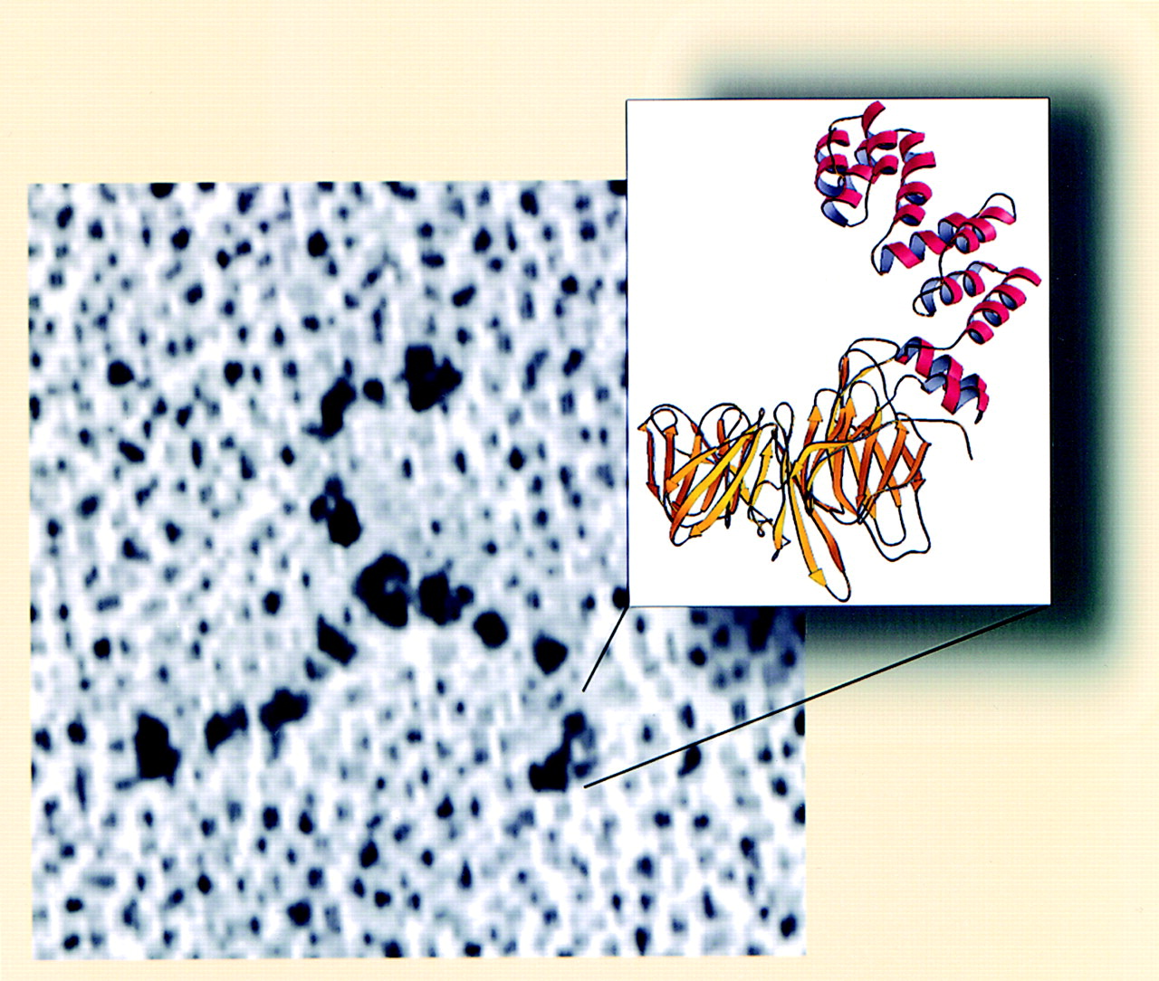 <p>when clathrin molecules are free in the cytosol they shape what three-legged strucutre?</p>