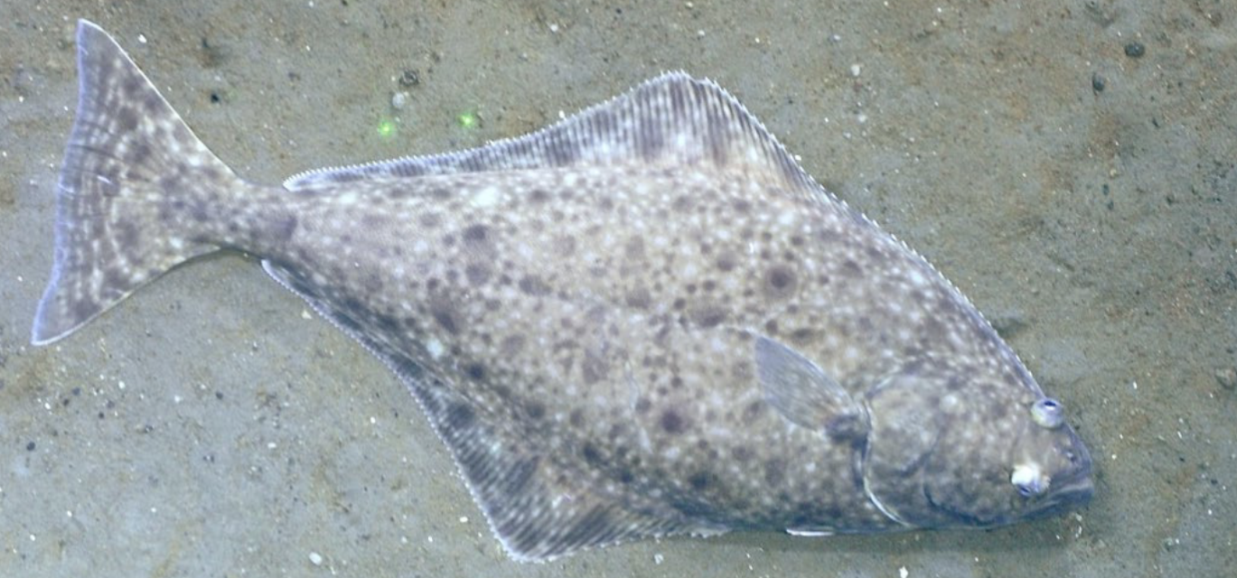 <p>Family Pleuronectidae</p>