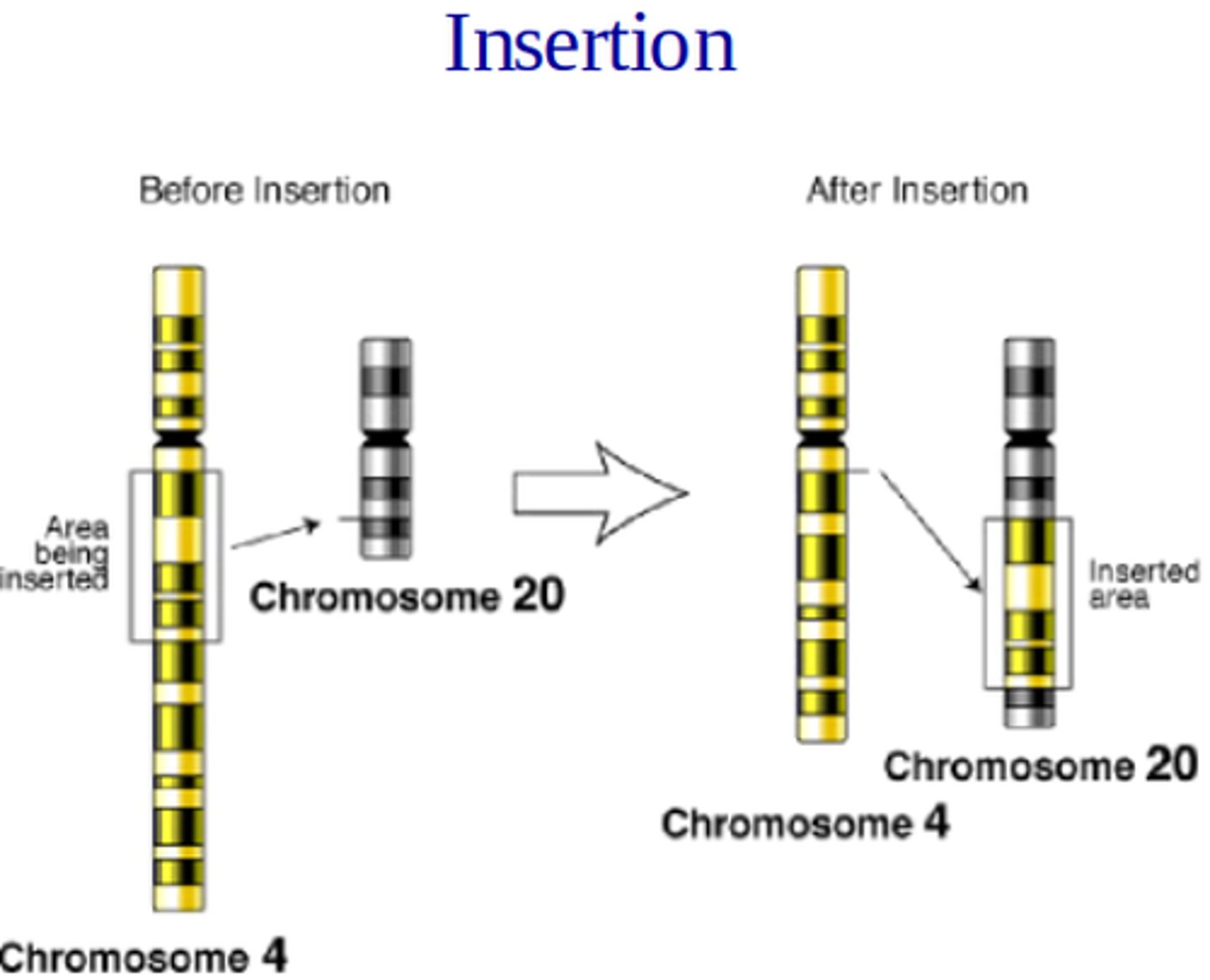 <p>section of a chromosome gets inserted into another chromosome</p>