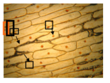 <p>Label structures a, b, c.</p>