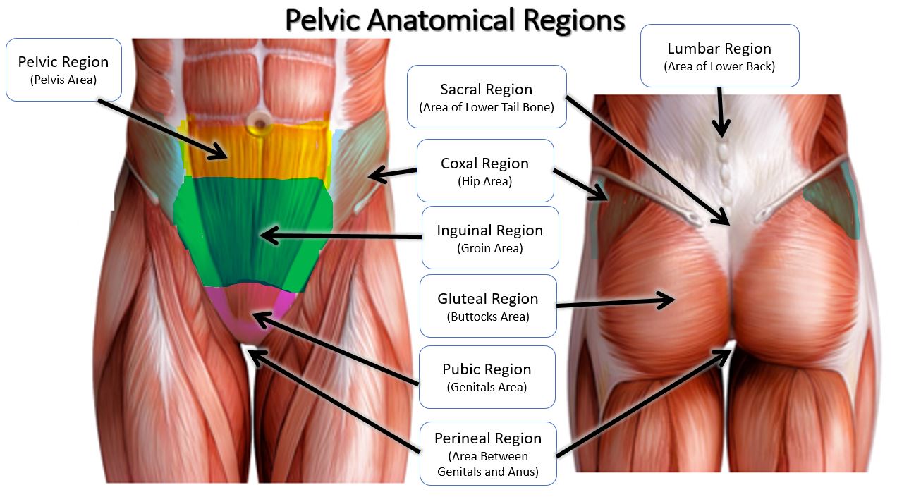 <p>pubic</p>
