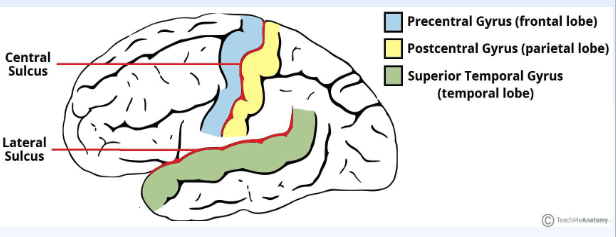 <p>• Separates the temporal lobe from the frontal and parietal lobes<br>• Superior temporal gyrus (sound reception and processing)</p>