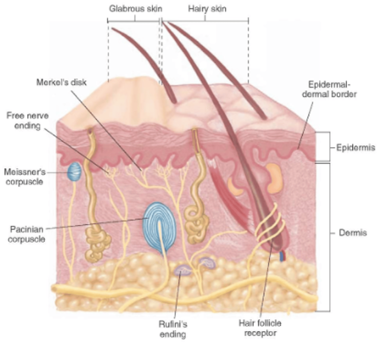 <p>function as light touch receptors; located in deeper layers of epidermis</p>