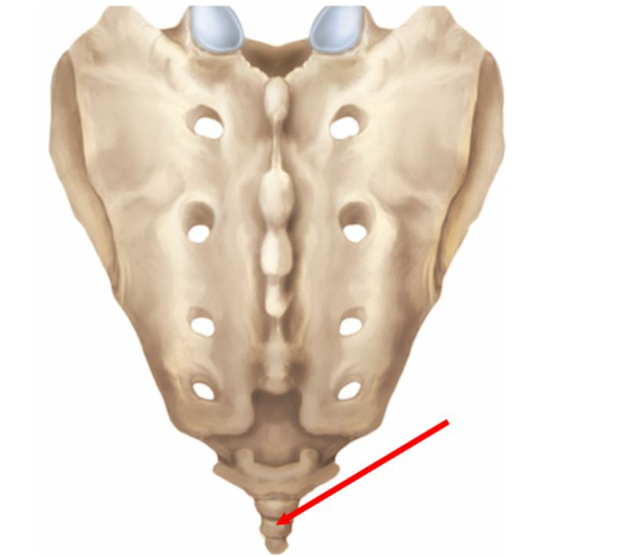 Identify the bone indicated by the arrow in the figure.