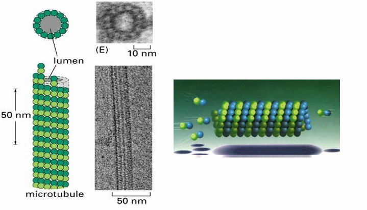 <ul><li><p>Comprised of 13 protofilaments</p></li><li><p>Arrayed circularly to form a tube wall</p></li><li><p>They’re staggered to resemble a spiral&nbsp;</p></li></ul><p></p>