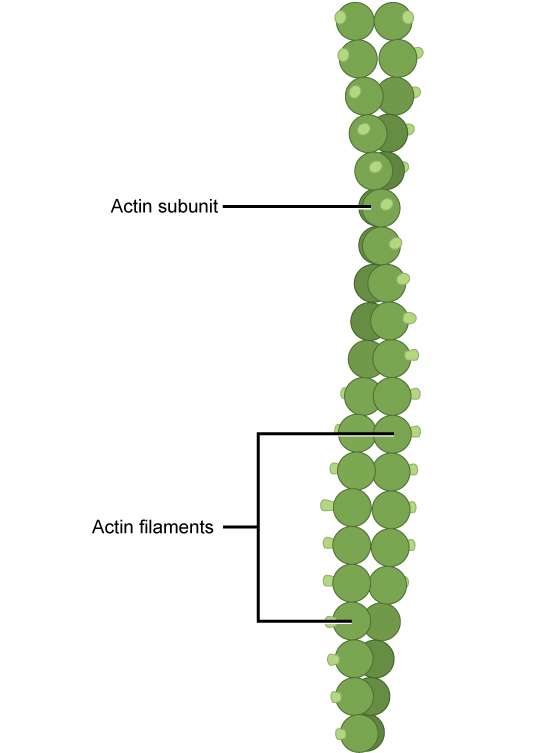 * composed of actin
* Bound to ATP
* Thicken cortex
* \
