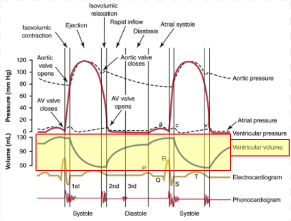 <p>Increasing Curve:</p><ul><li><p>Diastole = Open AV valves = Blood fills ventricle</p></li><li><p>Diastole end = Slower blood flow into ventricle (small increase)</p></li></ul><p>Decreasing Curve:</p><ul><li><p>Systole = Open aortic valve = Blood from ventricle → Aorta</p></li><li><p>Diastole closes aortic valve</p></li></ul><p></p>