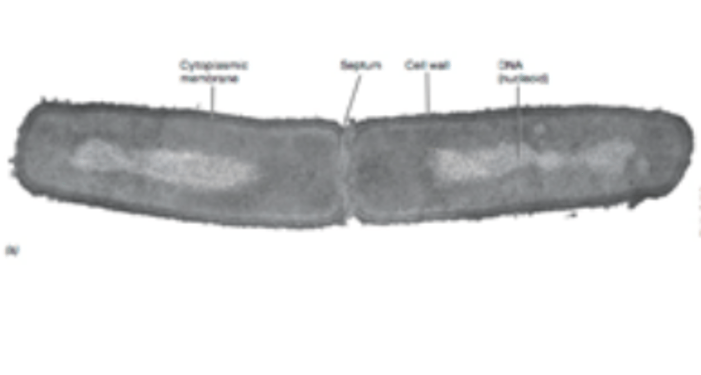 <p>What type of microscopy is shown?</p>