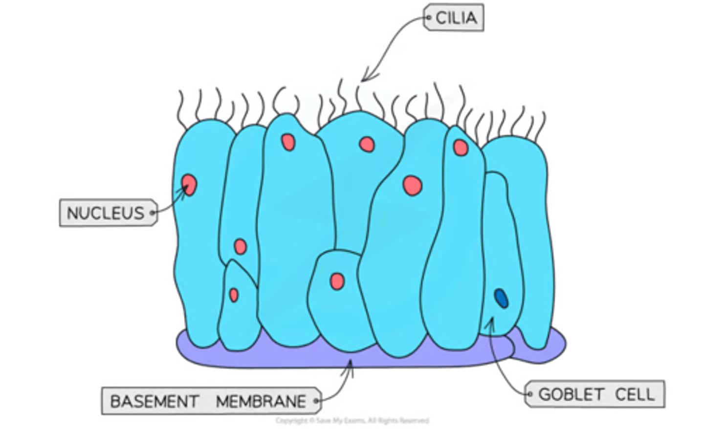 <p>-specialised tissue<br>-along the trachea down to the bronchi<br>-each cell has small projections of cilia which sweep mucus, dust + bacteria upwards, away from lungs</p>
