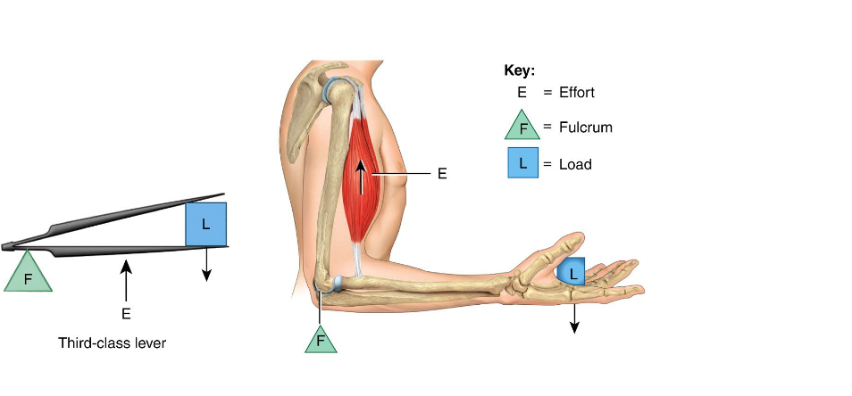 <p></p><p>Fulcrum (elbow joint)</p><p>Effort (biceps brachii)</p><p>Load (bones of hand)</p>