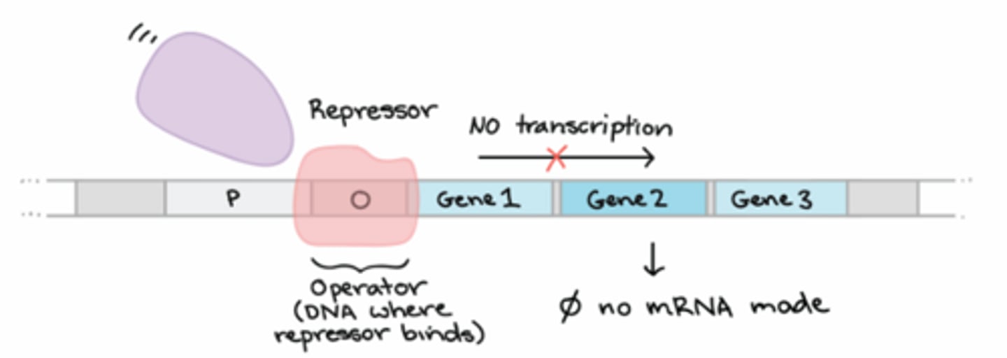 <p>A sequence of DNA (cis-acting) where a repressor protein binds (trans-acting) to reduce transcription rates</p>