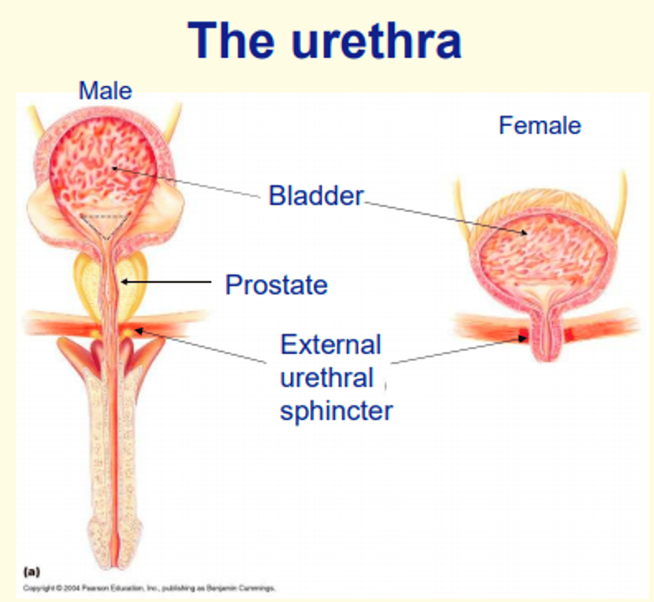 <p>The female urethra is entirely urinary</p><p>The male urethra has both urinary and reproductive roles </p>