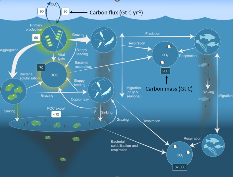<p><strong>Nutrient Transport &amp; Phytoplankton Fertilisation</strong></p><p>-Antarctic krill (Euphausia superba) migrate vertically daily, redistributing iron and other nutrients from deep waters to surface ecosystems</p><p>-Fertilisation stimulates phytoplankton growth, supporting marine food webs primary productivity</p><p><strong>Krill role in Carbon Sequestration</strong></p><p>-Krill produce fast sinking faecal pallets, a significant contribution to the biological pump</p><p>-Their excretion helps transport organic carbon to deep ocean layers, aiding long term CO2 sequestration</p><p><strong>Impact of Climate Change &amp; Krill Fisheries</strong></p><p>-Krill population are affected by ocean warming and sea ice loss, altering nutrient cycling</p><p>-Large scale krill fishing may reduce natural iron fertilisation, impacting phytoplankton productivity and carbon export</p><p><strong>Biogeochemical Significance</strong></p><p>-Krill link primary producers (phytoplankton) to higher trophic levels (fish, seabirds, whales) while also influencing nutrient dynamics</p><p>-Role extends beyond being prey-they actively shape marine biogeochemical processes</p>