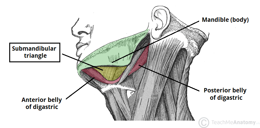<p>Define the boundaries of trigonum submandibulare:</p><p>A. <strong>posterior bellies of digastric m.</strong></p><p>B. <strong>anterior bellies of digastric m.</strong></p><p>C. <strong>mandible</strong></p><p></p>