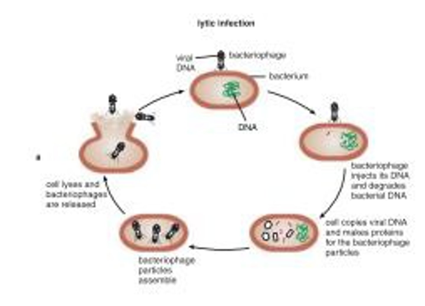 <p>- Lytic cycle<br> - host cell is destroyed</p>
