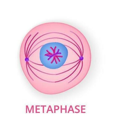 <p>Metaphase Important Event:</p>