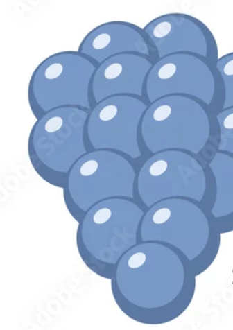 <p>bacteria that divide in different planes will form irregular clusters of cells. these clusters will have a “grape-like” appearance </p>