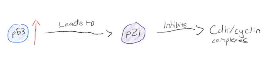 <p>Produced when levels of p53 rise</p><p>Inhibits cell division by inhibiting Cdk/cyclin complexes</p>