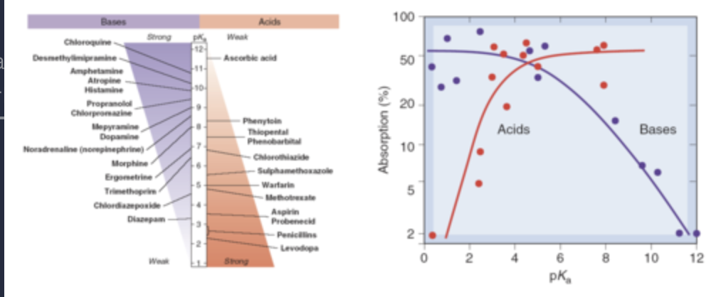 <ul><li><p>Strong acids (pKa &lt; 3) and strong bases (pKa &gt; 10) are poorly absorbed. </p></li><li><p> For an acid with pKa of 2 or a base with pKa of 11, only 0.003% of molecules are un-ionized at pH 6.5.</p></li></ul><p></p>