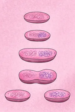 <p>Amoeba - Irregular binary fission</p><p>Euglena - Longitudinal binary fission</p><p>Paramecium- Transverse binary fission</p><p>Leishmania - Definite orientation</p>