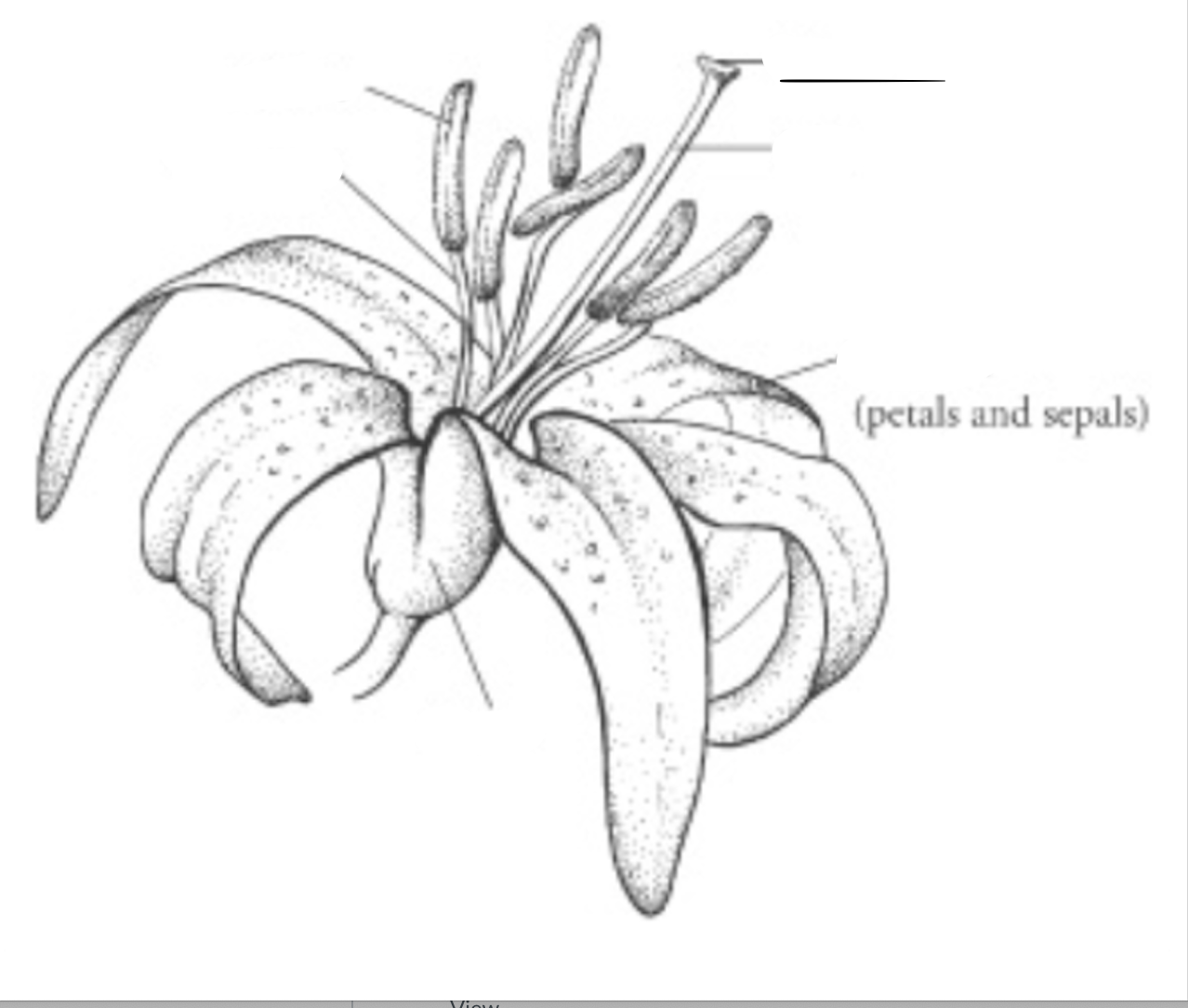 <p>What is this part of the flower?</p>