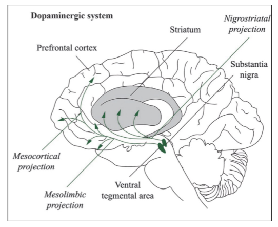 <ul><li><p><span style="color: rgb(255, 255, 255)">mesolimbic projections: VTA sends dopaminergic projections —&gt; to the nucleus accumbens, amygdala, hippocampus</span></p><ul><li><p><span style="color: rgb(255, 255, 255)">this dopamine pathway is involved in appraising the amount of reward a stimulus provides</span></p></li></ul></li><li><p><span style="color: rgb(255, 255, 255)">mesocortical projections: VTA </span>sends dopaminergic projections <span style="color: rgb(255, 255, 255)">—&gt; to the PFC (orbitofrontal cortex)</span></p><ul><li><p><span style="color: rgb(255, 255, 255)">this dopamine pathway helps to brings awareness to stimuli that produced past rewards and promotes goal-directed behaviors to seek out rewarding stimuli</span></p></li></ul></li></ul><p></p>