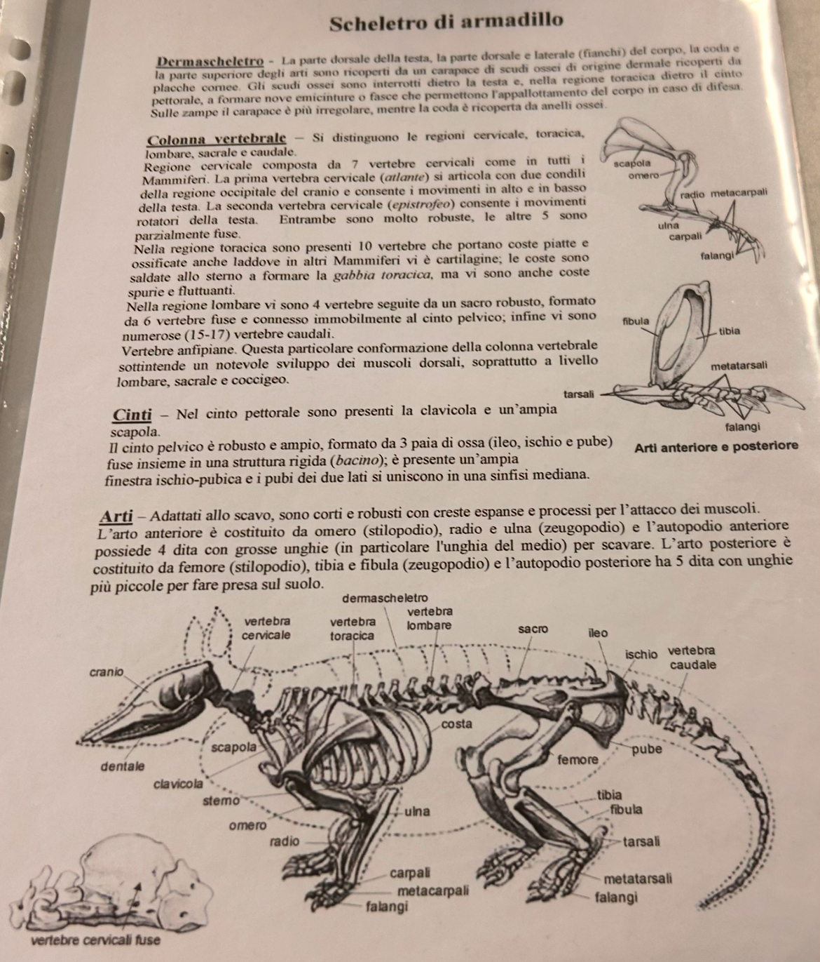 <p>Scheletro di armadillo</p>