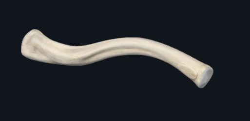 <p>Is this a left or right clavicle?</p>