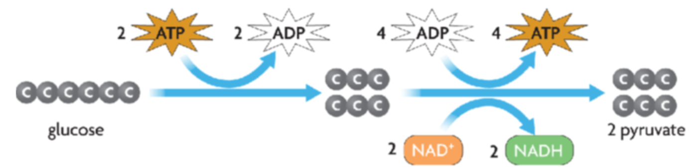 2 ATP gets turned into 4 ATP