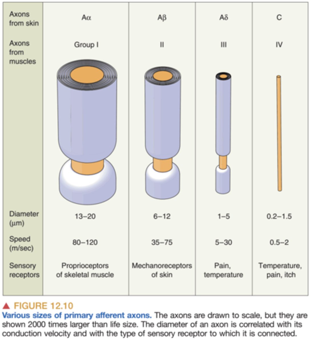 <p>a fibers: myelinated and detect quick pain</p><p>- stabbing, pricking pain</p><p>- acute</p><p>c fibers: found throughout the body and are un-myelinated </p><p>- dull, aching pain</p><p>- lasts longer</p>