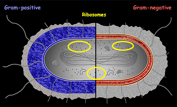 <p>Ribosomes</p>