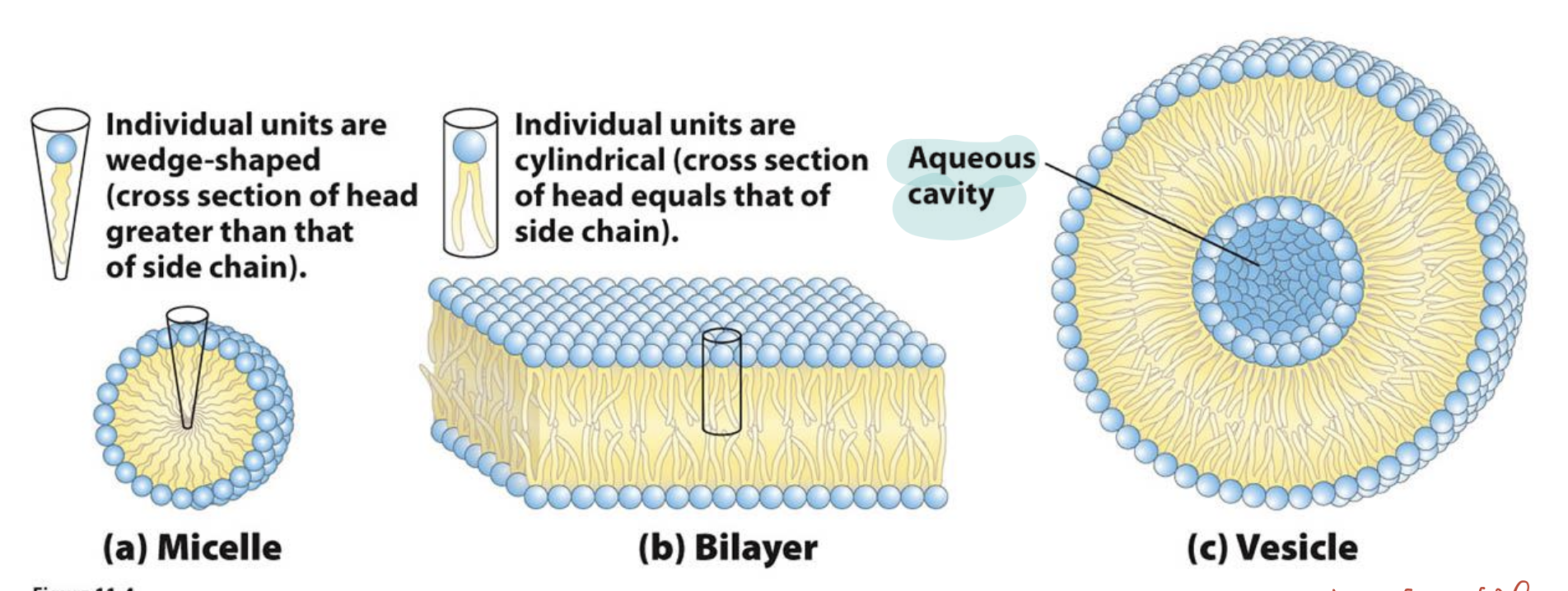 <p><span>Curved phospholipid bilayers can form&nbsp;</span><strong>vesicles and liposomes</strong><span>, which are closed spherical structures enclosing an aqueous compartment.</span></p>